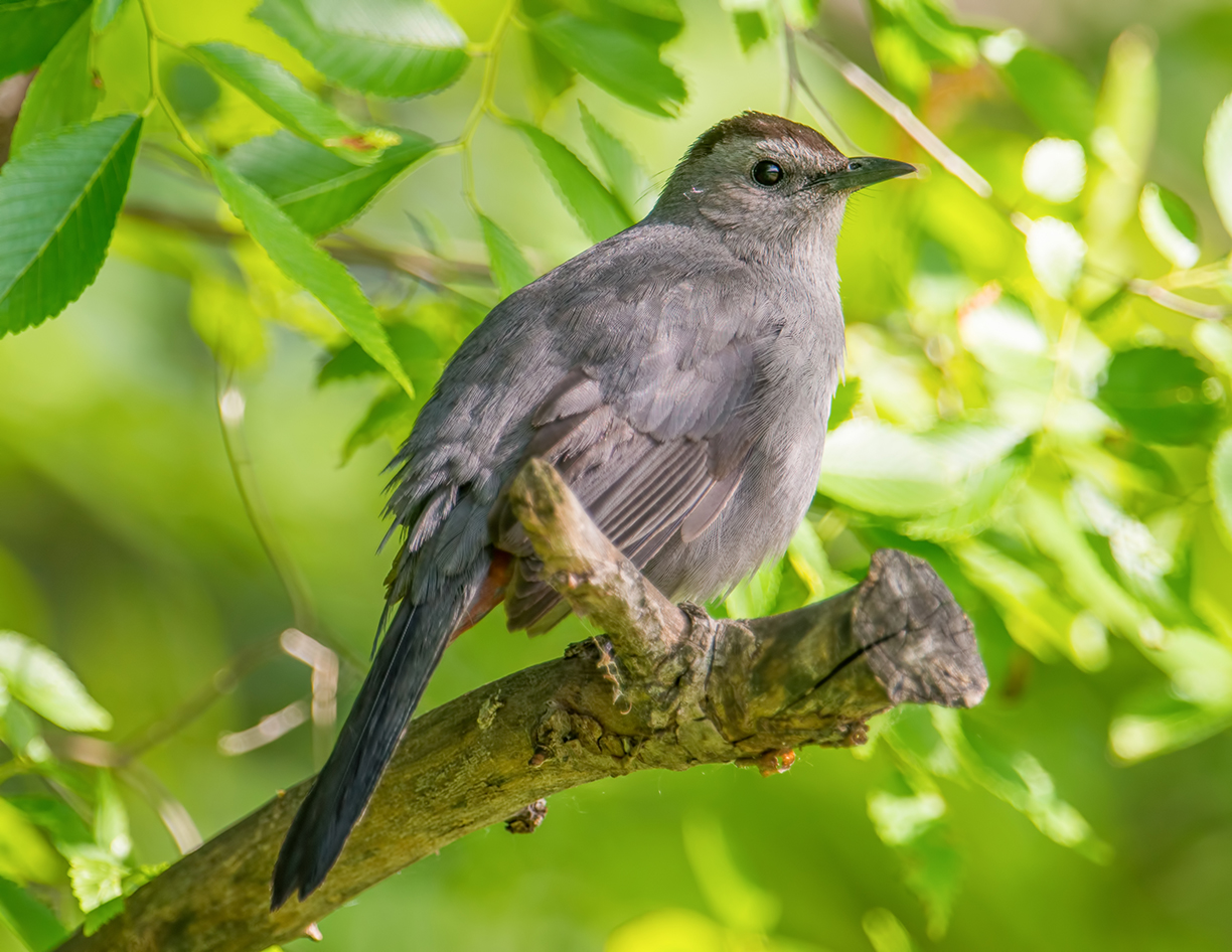 Getty Images / Gray catbird is seen on a tree branch.
