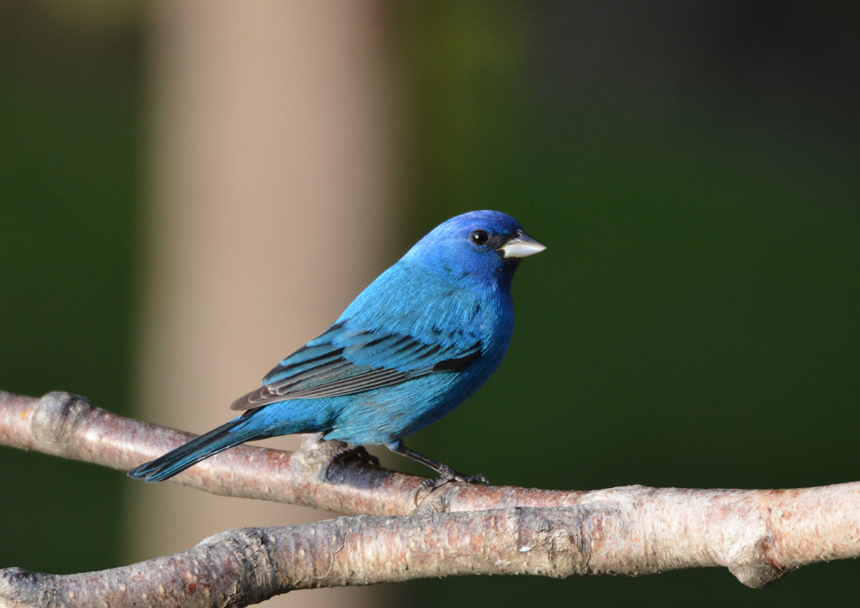 Getty Images / A male Indigo Bunting sits perched on a branch.
