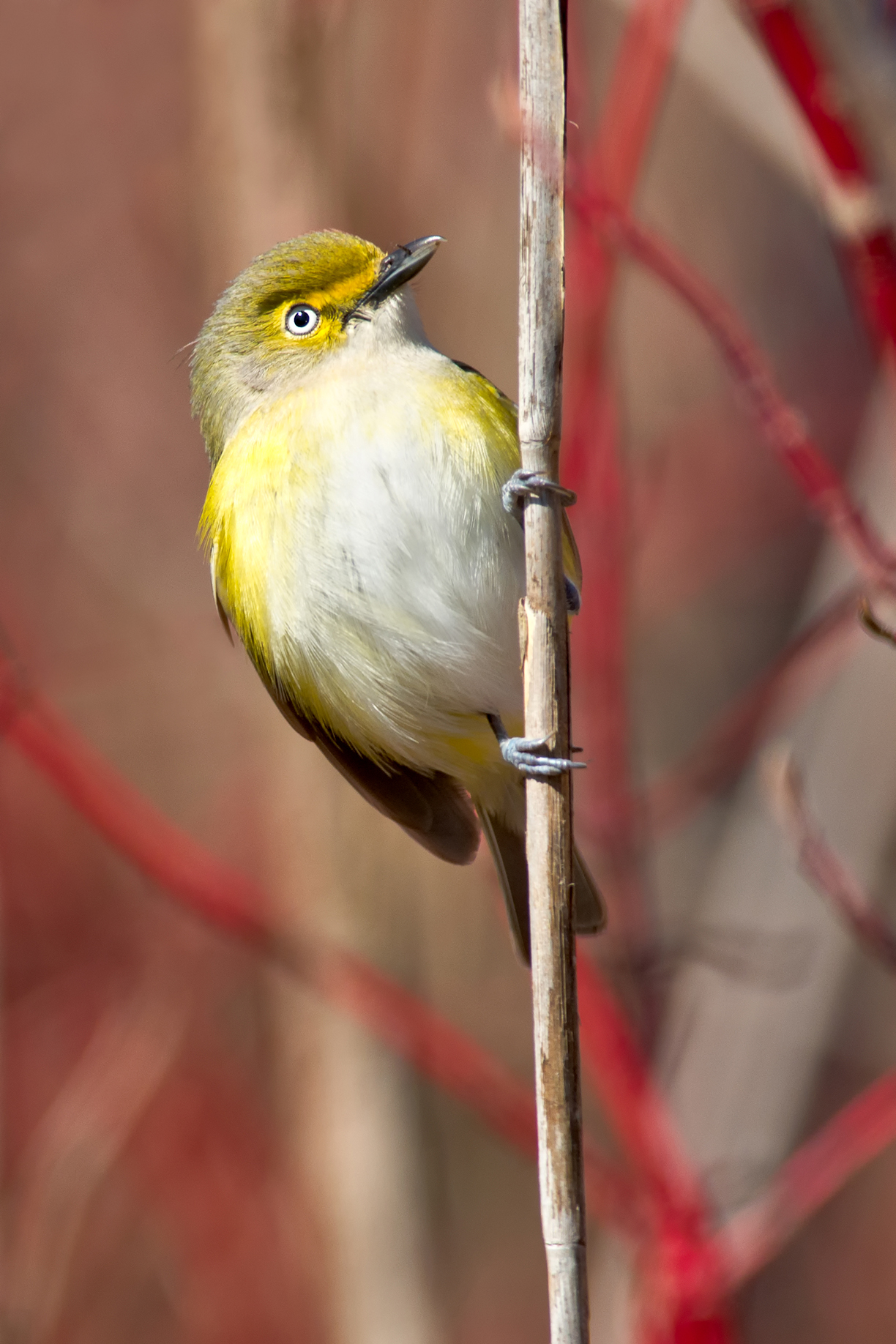 Getty Images / A white-eyed Vireo perched on a branch.
