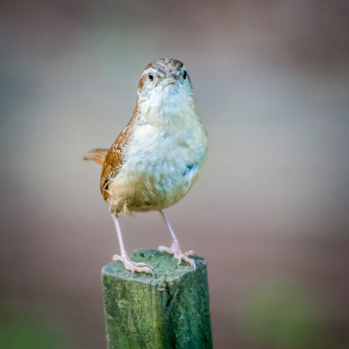 Getty Images / A Carolina Wren perches on a fence post.