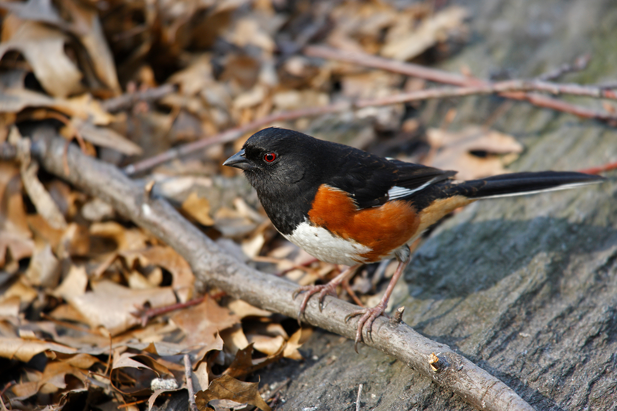 Getty Images / A male Eastern Towhee is seen in Spring.