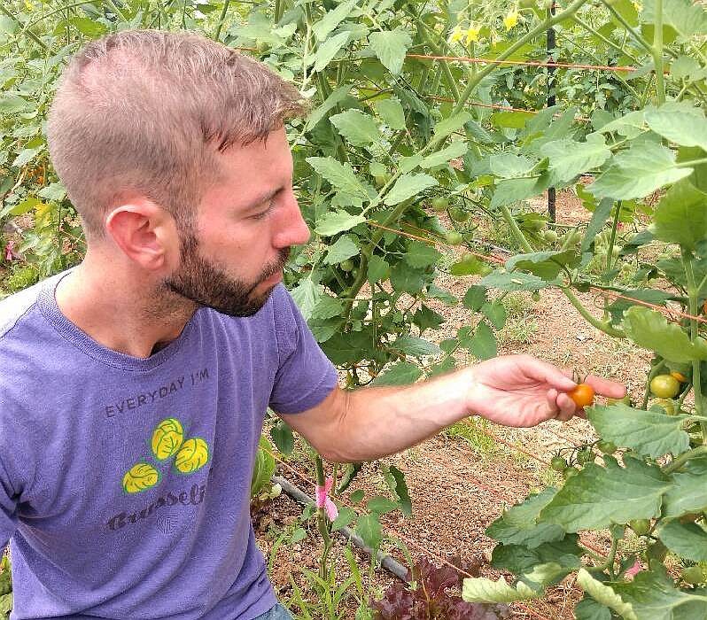 Photo by Anne Braly / Andy Boyd, assistant greenhouse manager at Crabtree Farms, checks the progress of the plants growing in the pick-your-own tomato patch.