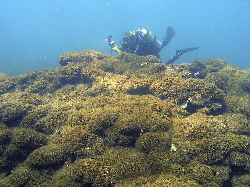 In this Aug. 4, 2019 photo provided by Taylor Williams, a new species of seaweed covers dead a coral reef at Pearl and Hermes Atoll in the remote Northwestern Hawaiian Islands. Researchers say the recently discovered species of seaweed is killing large patches of coral on once-pristine reefs and is rapidly spreading across one of the most remote and protected ocean environments on earth. A study from the University of Hawaii and others says the seaweed is spreading more rapidly than anything they've seen in the Northwestern Hawaiian Islands, a nature reserve that stretches more than 1,300 miles north of the main Hawaiian Islands. The algae easily breaks off and rolls across the ocean floor like tumbleweed, scientists say, covering nearby reefs in thick vegetation that out-competes coral for space, sunlight and nutrients. (Taylor Williams/College of Charleston via AP)


