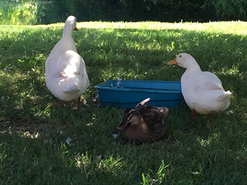 An injured brown mallard named Mallory is protected by her two white duck friends, Hewey and Dewey, in Sandy Priddy's back yard in the Mountain Creek Trails neighborhood. Staff photo by Mark Kennedy.