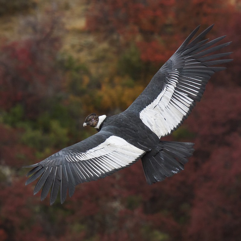 In this undated photo provided by Facundo Vital in July 2020, an Andean condor soars above the Patagonian steppe in Argentina. To birds, the sky is not empty, but a landscape of invisible features – wind gusts, currents of warm rising air, and streams of air pushed upward by ground features like mountains. Learning to ride air currents allows some birds to travel long distances while minimizing the exertion of beating their wings. (Facundo Vital via AP)


