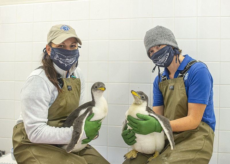 Senior Animal Care Specialist Holly Gibson, left, and Senior Aviculturist Loribeth Lee, right, hold two Gentoo Penguin chicks that hatched in the Penguins' Rock gallery at the Tennessee Aquarium in early June 2020. / Photo by Casey Phillips / Tennessee Aquarium