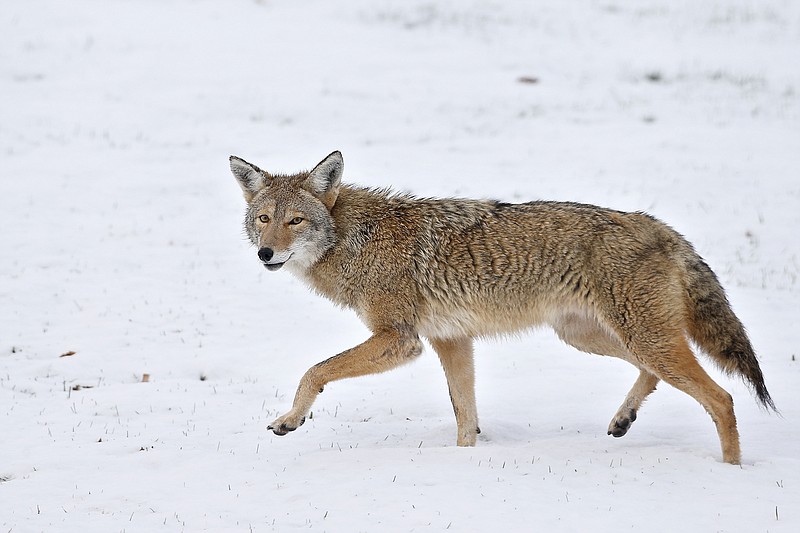 AP file photo by Brennan Linsley / The coyote, such as this one in Boulder, Colo., varies in size and appearance throughout his range in North America.