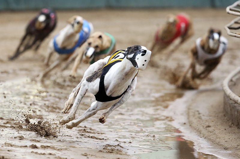 FILE - In this May 17, 2020, file photo, Greyhounds compete in a race at Iowa Greyhound Park in Dubuque, Iowa. U.S. Reps. Tony Cardenas, D-California., and Steve Cohen, D-Tennessee, have introduced legislation Wednesday, July 29, 2020, that would ban greyhound racing in the U.S. The bill comes after a group that has fought against dog racing said it has videos showing racing greyhounds being trained with live rabbits in at least three Midwestern states. (Nicki Kohl/Telegraph Herald via AP, File)


