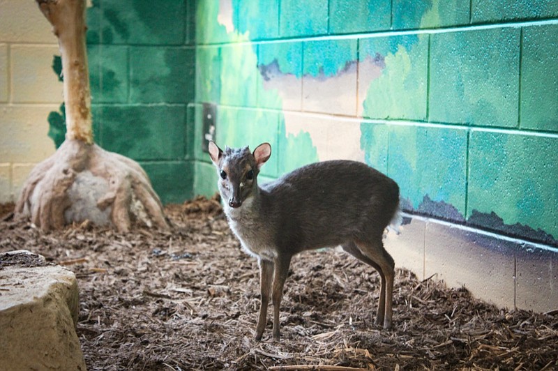 A blue duiker is seen at the Chattanooga Zoo. / Photo provided courtesy of Hannah Hammon / Chattanooga Zoo