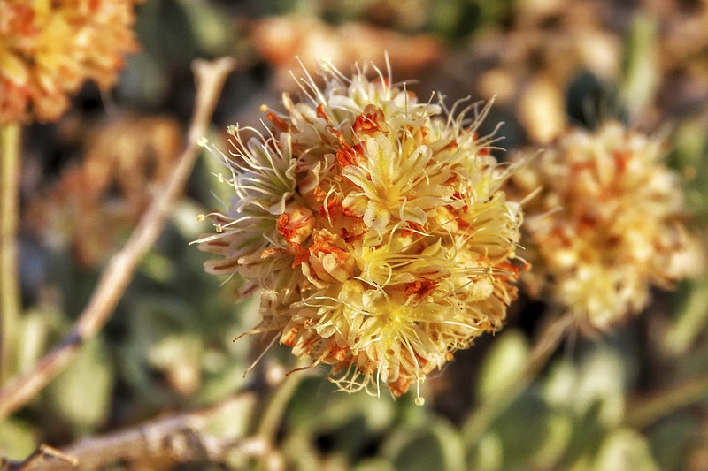 This photo provided by the Center for Biological Diversity shows Tiehm's buckwheat blooming at Rhyolite Ridge in the Silver Peak Range of Western Nevada on June 1, 2019. A botanist hired by a company planning to mine one of the most promising deposits of lithium in the world believes the rare desert wildflower at the Nevada site should be protected under the Endangered Species Act, a move that could jeopardize the project, new documents show. (Patrick Donnelly/Center for Biological Diversity via AP)


