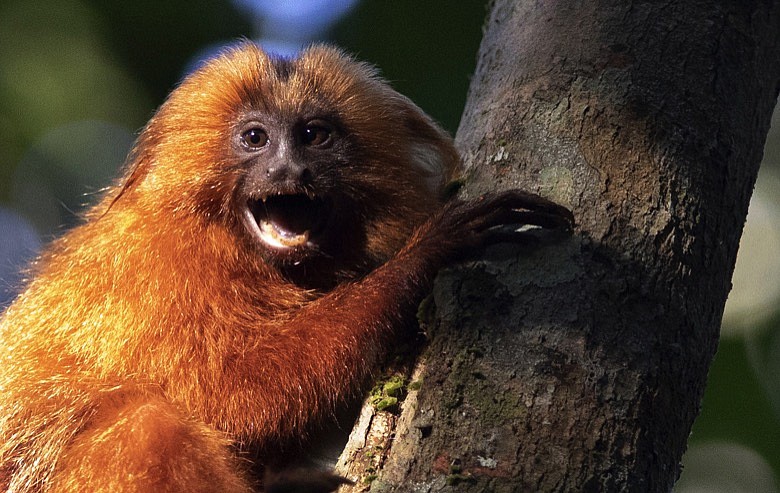 A golden lion tamarin hugs a tree in the Atlantic Forest region of Silva Jardim in Rio de Janeiro state, Brazil, Thursday, Aug. 6, 2020. An eco-corridor will allow endangered Golden lion tamarin to safely cross a busy inter-state highway that bisects one of the last Atlantic coast rainforest reserves. (AP Photo/Silvia Izquierdo)