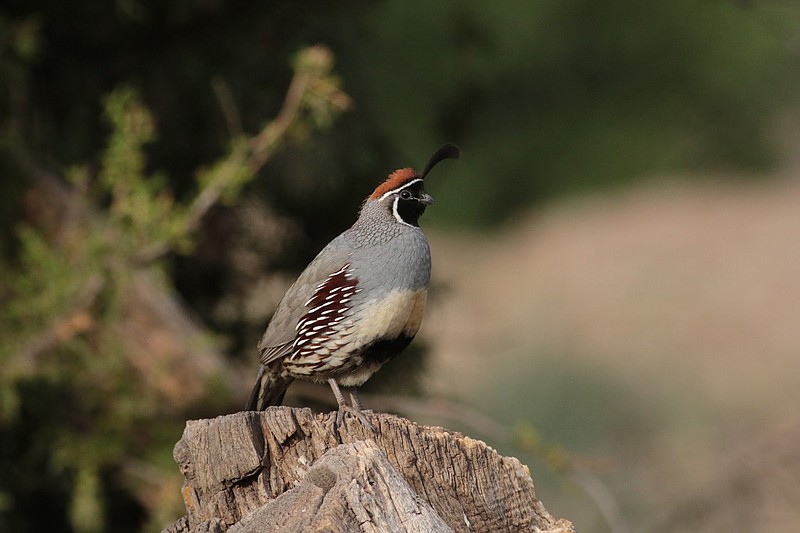 Contributed photo by Luke Thompson / Gambel's Quail