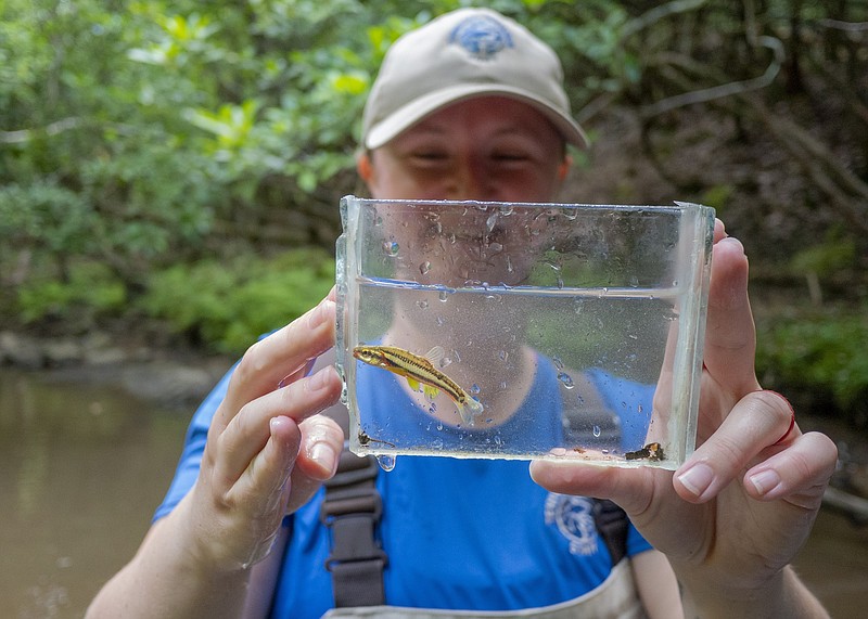 How a rare minnow spawned a $90,000 effort at the Tennessee Aquarium