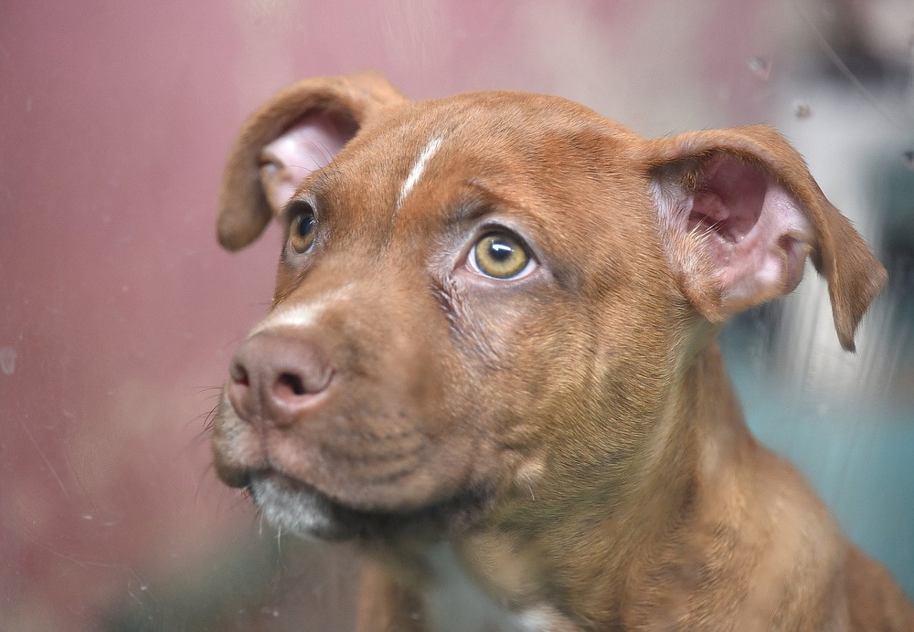 Celebrating Chattanooga's dogs on International Dog Day Chattanooga