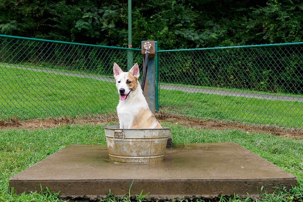 Celebrating Chattanooga's dogs on International Dog Day Chattanooga