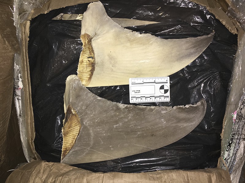 In this Jan. 29, 2020 photo made available by the U.S. Fish and Wildlife Service, confiscated hammerhead shark fins are displayed at the Port of Miami. Federal authorities say they indicted 12 people and seized nearly $8 million in cash, jewels and precious metals after disrupting a criminal enterprise that dealt drugs and sold illegally harvested shark fins to buyers overseas. U.S. Attorney Bobby Christine in Savannah, Georgia, told a news conference Thursday, Sept. 3, 2020 that the U.S. Fish and Wildlife Service uncovered the conspiracy while investigating the illegal practice of cutting the fins off live sharks and dumping them back into the water to die. (U.S. Fish and Wildlife Service via AP)