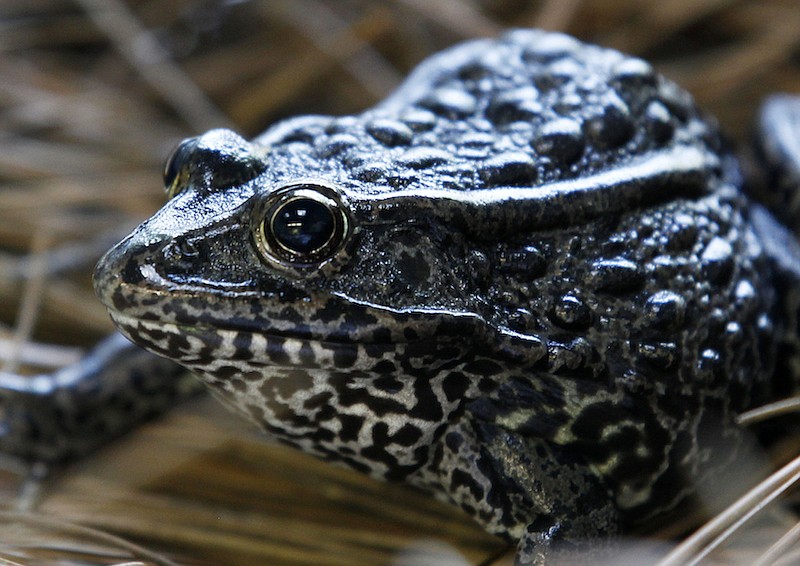 In this Sept. 27, 2011, file photo is a gopher frog at the Audubon Zoo in New Orleans. Federal officials are proposing on Friday, Sept. 4, 2020, changes to how the endangered species act is used following a U.S. Supreme Court ruling on habitat for the frog. (AP Photo/Gerald Herbert, File)