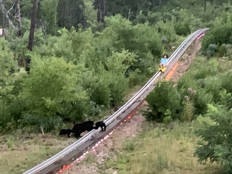 This photo from a bystander shows black bears scampering across the track at the Rail Runner thrill ride in Gatlinburg on Aug. 22, 2020. Photo contributed by Carl Scarbrough.