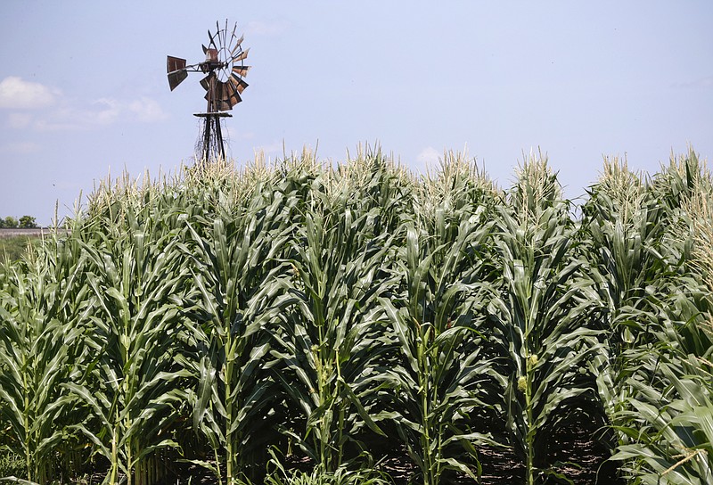 FILE - In this July 11, 2018, file photo, a field of corn grows in front of an old windmill in Pacific Junction, Iowa. The federal government said Friday, Sept. 18, 2020, it would give farmers an additional $14 billion to compensate them for the difficulties they've experienced selling their crops, milk and meat because of the coronavirus pandemic. (AP Photo/Nati Harnik, File )