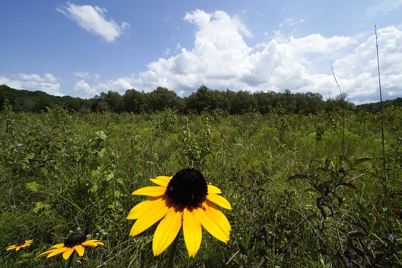 A black-eyed Susan flower grows among a variety of plants in an open grassland area at the May Prairie State Natural Area on Aug. 20, 2020, in Manchester, Tenn. Across much of the South, at least 90% of the native grasslands have been lost, the Southeastern Grasslands Initiative estimates. (AP Photo/Mark Humphrey)