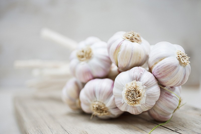 Close up of purple garlic bunch. / Photo credit: Getty Images/iStock/Robert Daly