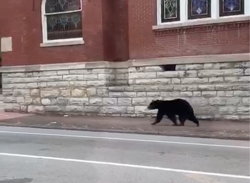 This screenshot from video contributed by Taylor Hutchison shows a black bear running around the intersection of Martin Luther King Blvd. and Lindsay St. in downtown Chattanooga at around 6:21 p.m. on Saturday, Sept. 26, 2020. 
