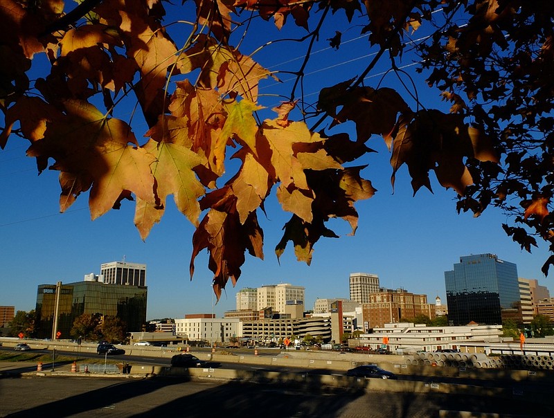 Staff photo by Tim Barber / Maple leaves begin to peak red in downtown Chattanooga as the usual first week of November color arrives.