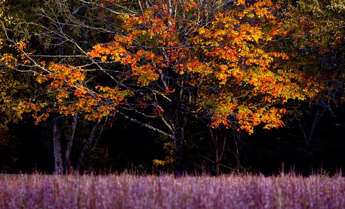 Staff Photo by Robin Rudd/ The first light of day illuminates the remaining leaves on the edge of a wood in East Brainerd on November 9, 2019.