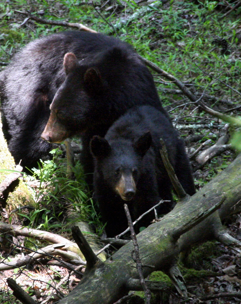 A sow black bear and her cub are seen earlier this year in the Great Smoky Mountains National Park. Park officials say this year's above-average acorn crop should allow sows to be in good shape to produce healthy cubs this winter. (Warren Bielenberg/Special to the News Sentinel)