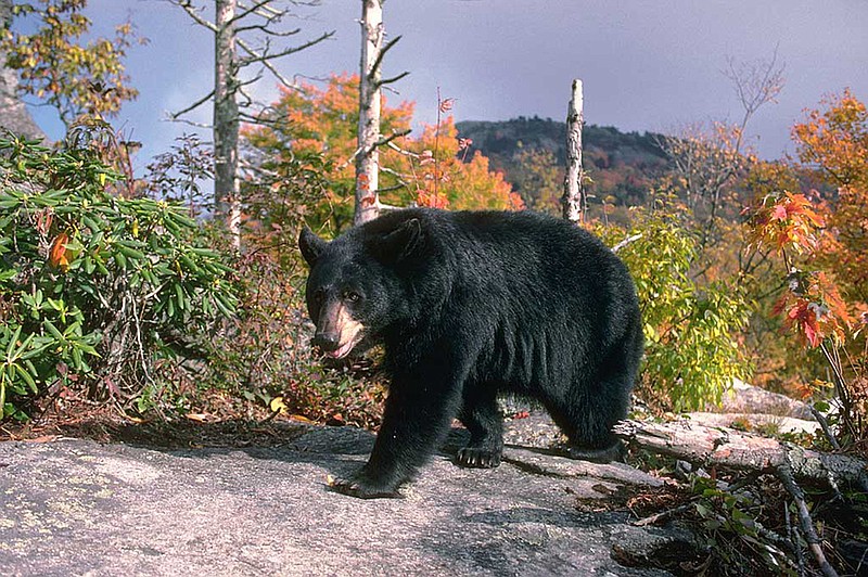 A 4 1/2-year-old female black bear patrols the mountains of North Carolina. 