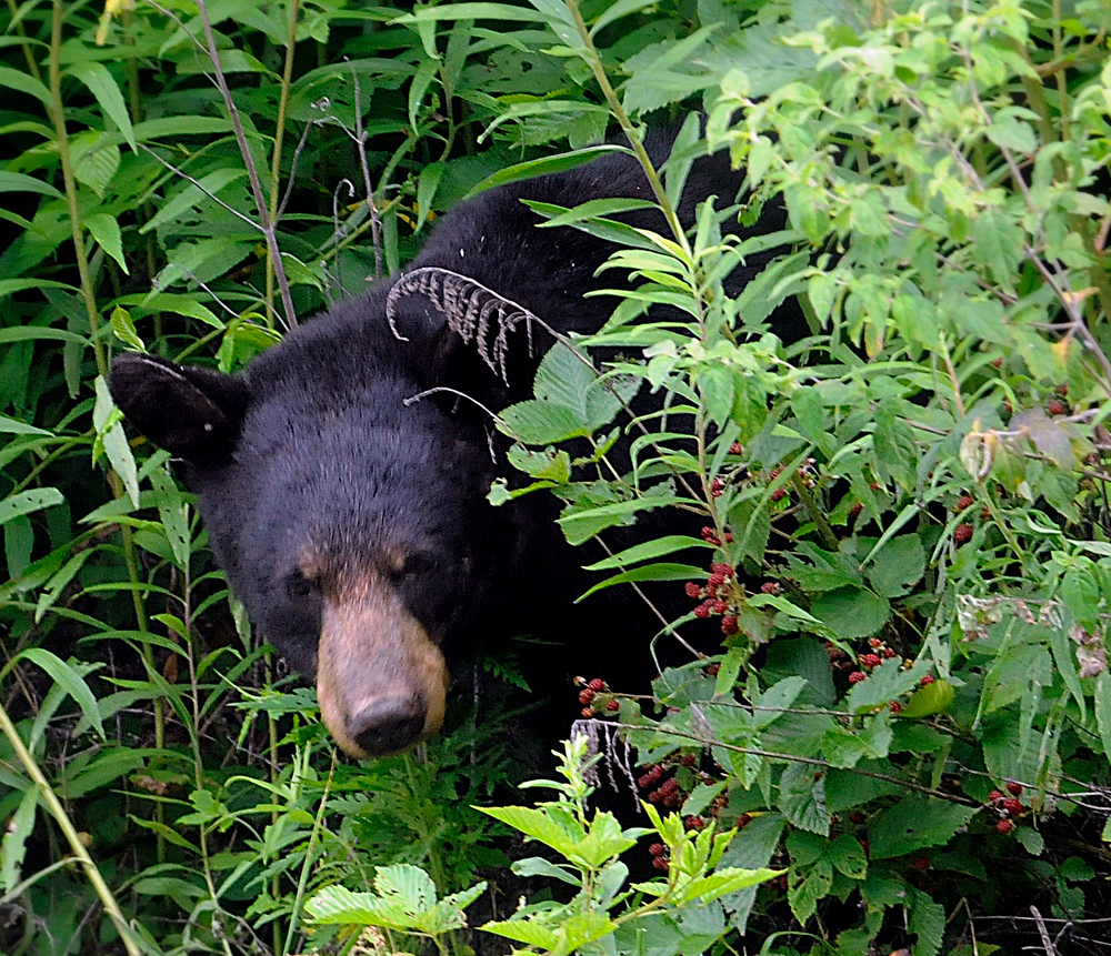 A black bear lunches on blackberries July 10, 2009 in the Great Smoky Mountains National Park. (Michael Patrick/News Sentinel)