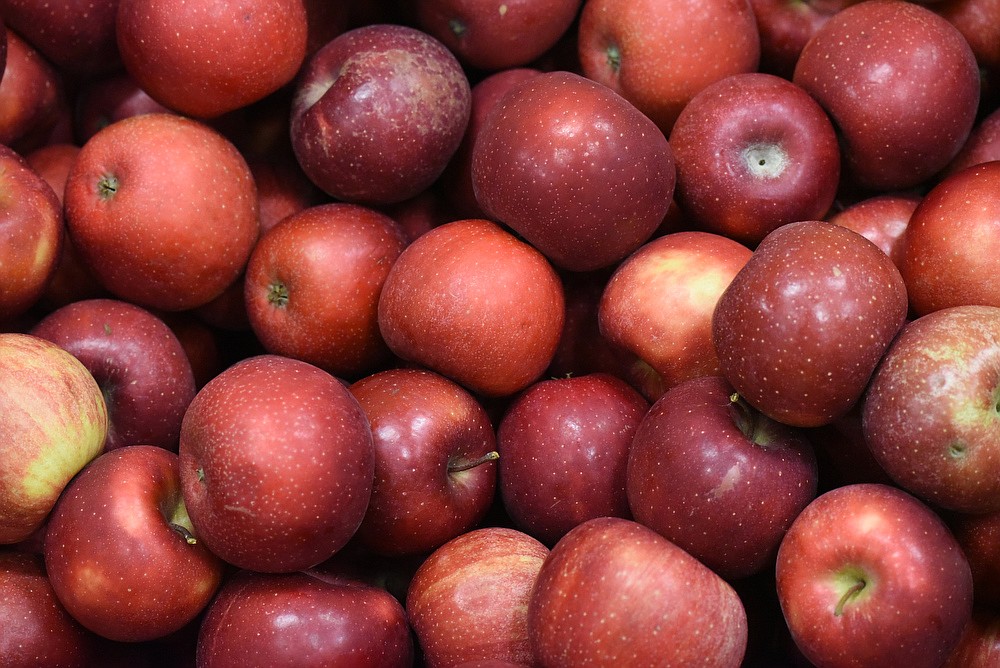 apple-harvest-time-in-north-georgia-chattanooga-times-free-press
