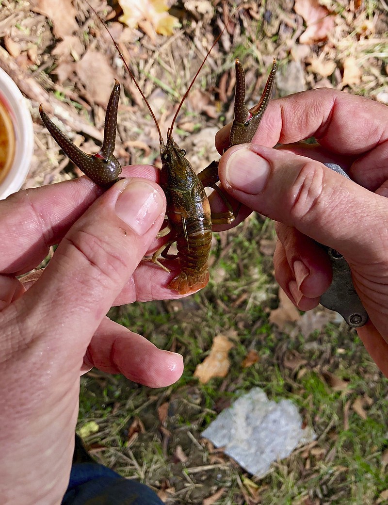 This August 2018 photo provided by the U.S. Fish and Wildlife Service and taken near Nashville, Tenn., shows the endangered Nashville crayfish, which only lives in the Mill Creek watershed of greater Nashville. The U.S. Fish and Wildlife Service has proposed removing the crustacean from the endangered species list, saying the population is now "healthy, stable and robust." Some environmental groups oppose the plan. (Phil Kloer/U.S. Fish and Wildlife Service via AP)