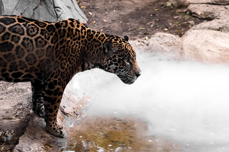 Photo from Hannah Hammon / A jaguar confronts a fog of dry ice at a previous Boo in the Zoo event at Chattanooga Zoo.