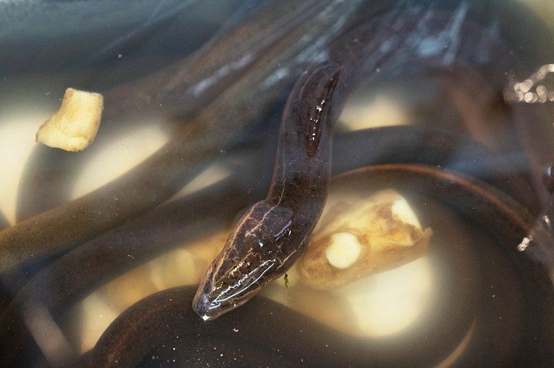 Asian swamp eels are on display for sale at a market in the Chinatown neighborhood of the Manhattan borough of New York on Tuesday, Oct. 13, 2020. New York state and city wildlife officials say it's too soon to know the local impact of exotic eels dumped into a Brooklyn lake in September 2020. The nonnative eel species has been illegally released into freshwater bodies in at least eight U.S. states, including New York. (AP Photo/Mary Altaffer)


