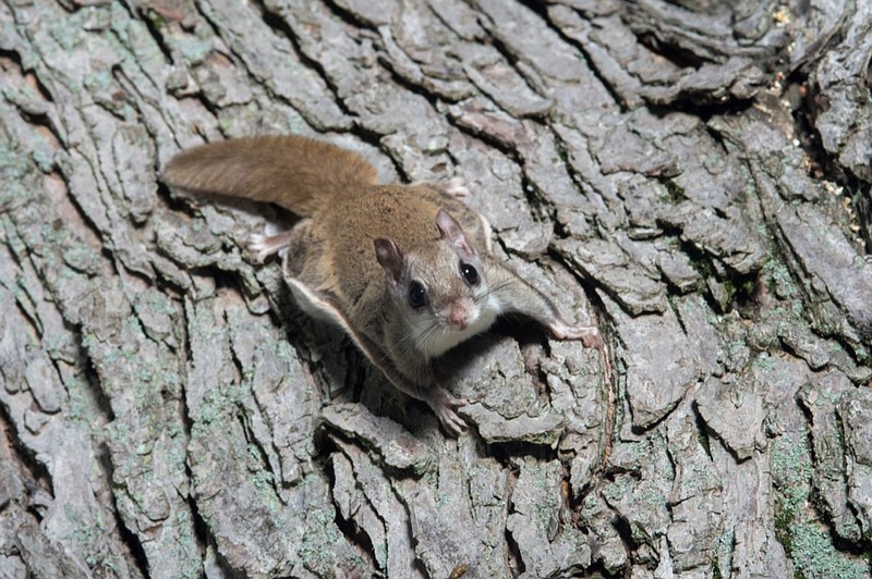 A flying squirrel clings to the side of a tree near a corn feeder on a summer night in eastern Illinois
squirrel tile / Getty Images