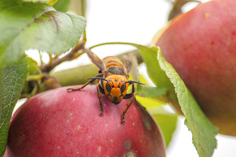 In this Oct. 7, 2020, photo provided by the Washington State Department of Agriculture, a live Asian giant hornet with a tracking device affixed to it sits on an apple in a tree where it was placed, near Blaine, Wash. Washington state officials say they were again unsuccessful at live-tracking an Asian giant hornet while trying to find and destroy a nest of the so-called murder hornets. The Washington State Department of Agriculture said Monday, Oct. 12, 2020, that an entomologist used dental floss to tie a tracking device on a female hornet, only to lose signs of her when she went into the forest. (Karla Salp/Washington State Department of Agriculture via AP)


