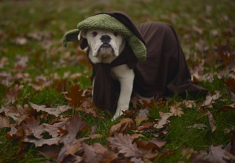 Photo by Kathleen Greeson / In celebration of Halloween here is our bulldog Bo Jackson dressed as Yoda. Or as we call him - Boda. May the Halloween Force be with you. 