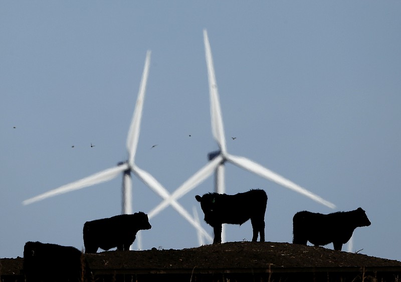 In this Dec. 9, 2015 file photo, cattle graze in a pasture against a backdrop of wind turbines near Vesper, Kan. A study published on Thursday, Nov. 5, 2020 in the journal Science, says how we grow, eat and waste food is a big climate change problem that may keep the world from reaching its temperature-limiting goals. (AP Photo/Charlie Riedel, File)