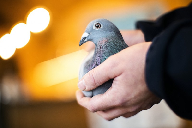 An employee of Pipa, a Belgian auction house for racing pigeons, shows a two-year old female pigeon named New Kim after an auction in Knesselare, Belgium, Sunday, Nov. 15, 2020. A pigeon racing fan has paid a world record 1.6 million euros for the Belgian-bred bird, New Kim, in the once-quaint sport that seemed destined for near extinction only a few years back, people pay big money for the right bird. (AP Photo/Francisco Seco)