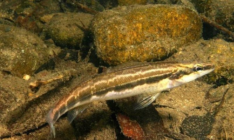 Contributed photo / The sickle darter, native to certain rivers and streams in Tennessee, North Carolina and Virginia, is the subject of a U.S. Fish and Wildlife Service proposal to list the species under the Endangered Species Act for certain protections that seek to stabilize sickle darter populations. There are only six known sickle darter populations, including a small number of the fish in the Sequatchie River.