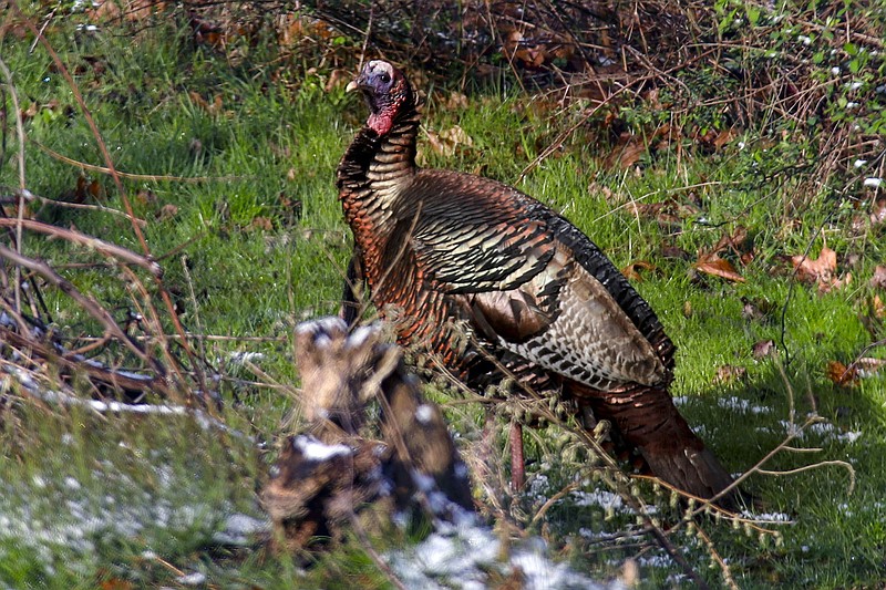 AP file photo by Keith Srakocic / Although hunting turkeys is more common in the spring, some states have a fall season, and going after the wild birds that time of year is quite different, writes outdoors columnist Larry Case.