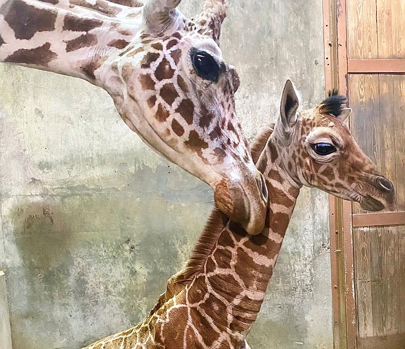 In this Wednesday, Nov. 18, 2020, photo provided by the Memphis Zoo is a newborn reticulated giraffe named Ja Raffe, in Memphis, Tenn. The zoo said it has named the baby giraffe Ja Raffe after Memphis Grizzlies guard Ja Morant on Thursday. The giraffe was born Nov. 10 at the zoo. Morant was named the NBA's rookie of the year this past season. (Memphis Zoo via AP)