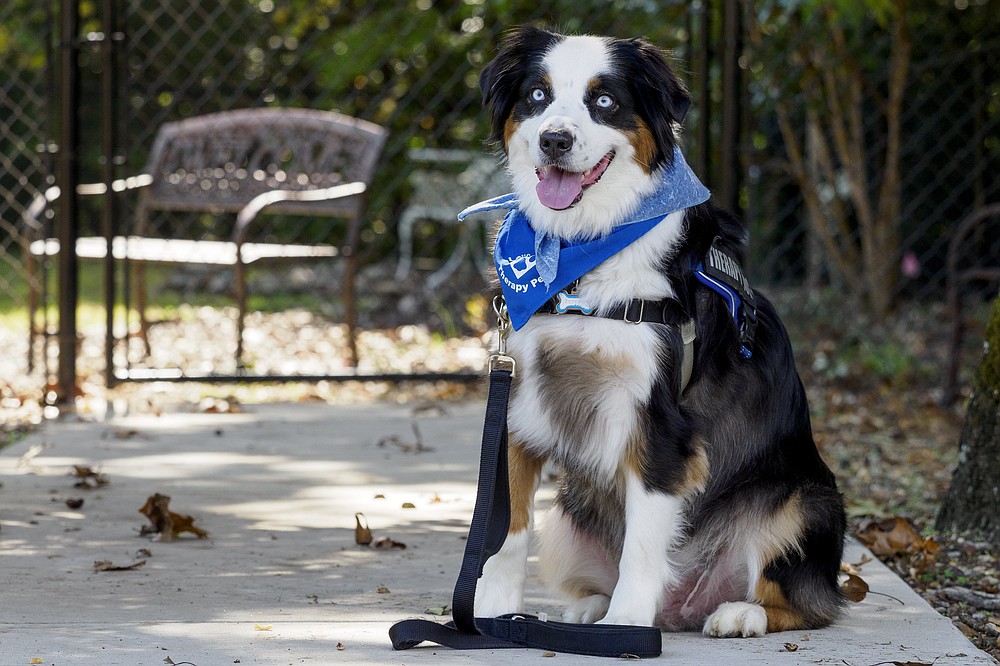 Chattanooga's trained therapy dogs Chattanooga Times Free Press