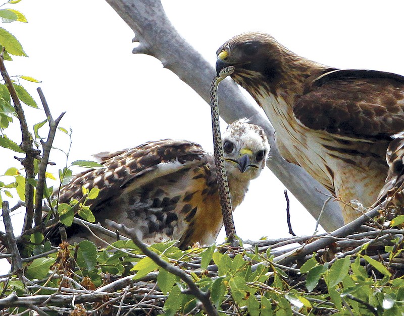 This June 5, 2009, file photo shows a Redtail hawk feeding a snake to one of her young ones nested at the Rocky Mountain Wildlife Refuge in Commerce City, Colo. The Trump administration moved forward Friday, Nov. 27, 2020, on gutting a longstanding federal protection for the nation's birds, over objections from former federal officials and many scientists that billions more birds will likely perish as a result. (AP Photo/Ed Andrieski, File)