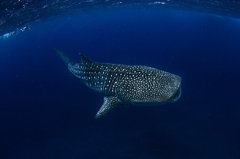 Showing off the whale sharks amazing spot patterns this is a truly beautiful photo taken in crystal blue water with thousands of tiny bait fish adding depth and variety to the photo whale shark tile animals / Getty Images
