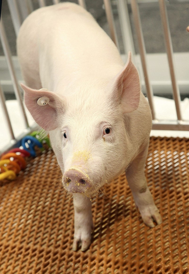 This undated photo provided by Revivicor, Inc., a unit of United Therapeutics, shows a genetically modified pig. U.S. regulators have approved a genetically modified pig for food and medical products, making it the second such animal to get the green light for human consumption — but United Therapeutics, the company behind it says there are no imminent plans for its meat to be sold. (Revivicor, Inc. via AP)