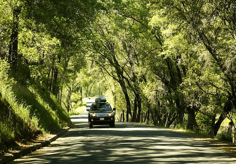 Tribune News Service File Photo / Once the weather warms and Americans have two doses of the coronavirus vaccine in them, they may want to take off on a road trip, like this drive through a canopy of trees along Six Mile Road in the town of Murphys, California.