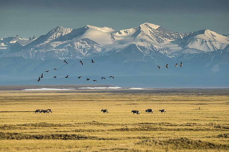 New York Times file photo by Christopher Miller/Wildlife in front of the peaks of the Brooks Range in the Arctic National Wildlife Refuge in Alaska on June 20, 2019. The Trump administration began selling oil leases for the refuge on Wednesday.