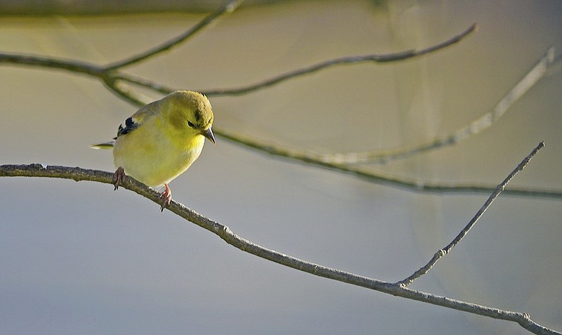 Staff Photo by Robin Rudd / An American Goldfinch waits its turn at an East Brainerd feeder.
